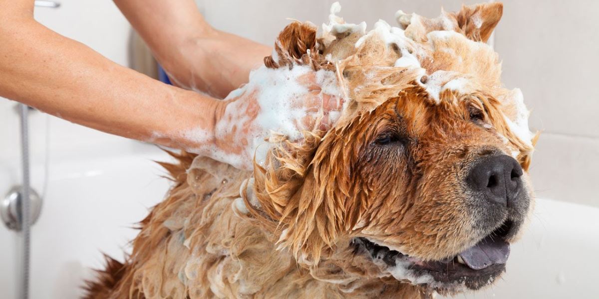 Vendita accessori e prodotti igiene per animali Mundi Siena