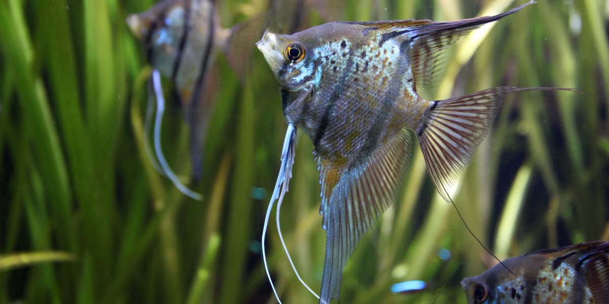 Vendita prodotti acquariologia Mundi Siena