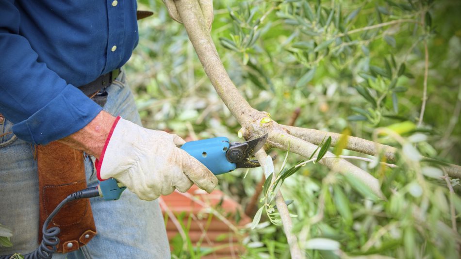 Corso di Potatura dell'Olivo 2018