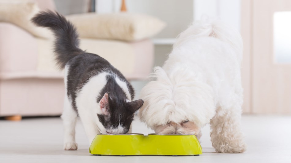 La dieta bilanciata del cane e del gatto: consigli e guide