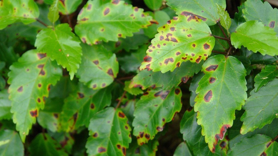 Malattie e parassiti delle piante come riconoscere e curare