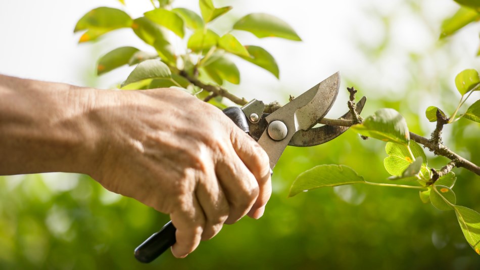 La perfetta potatura: le regole di base per il benessere delle piante