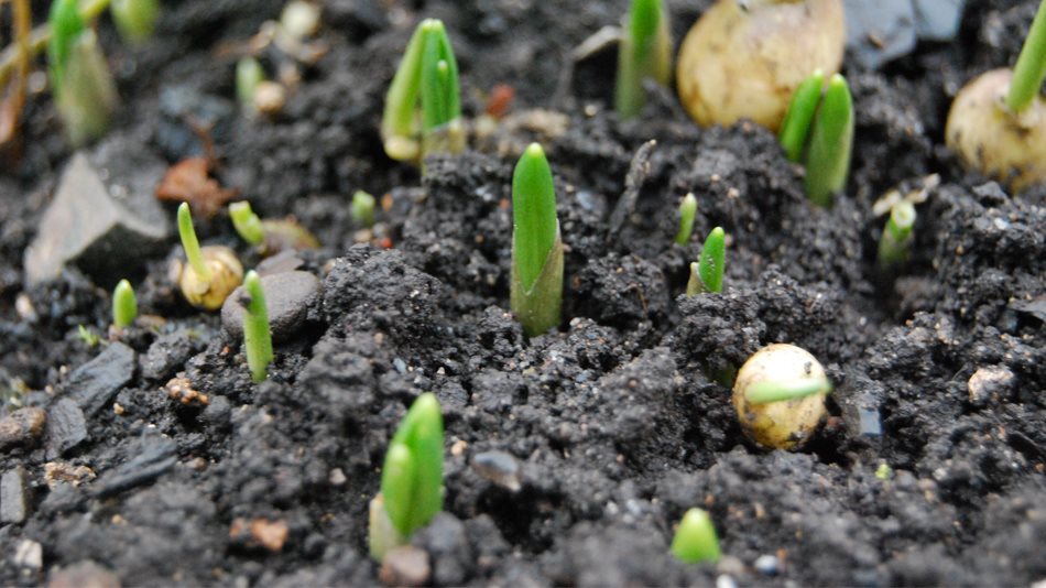 Semi di germogli biologici Vivo: scegli un vero toccasana!