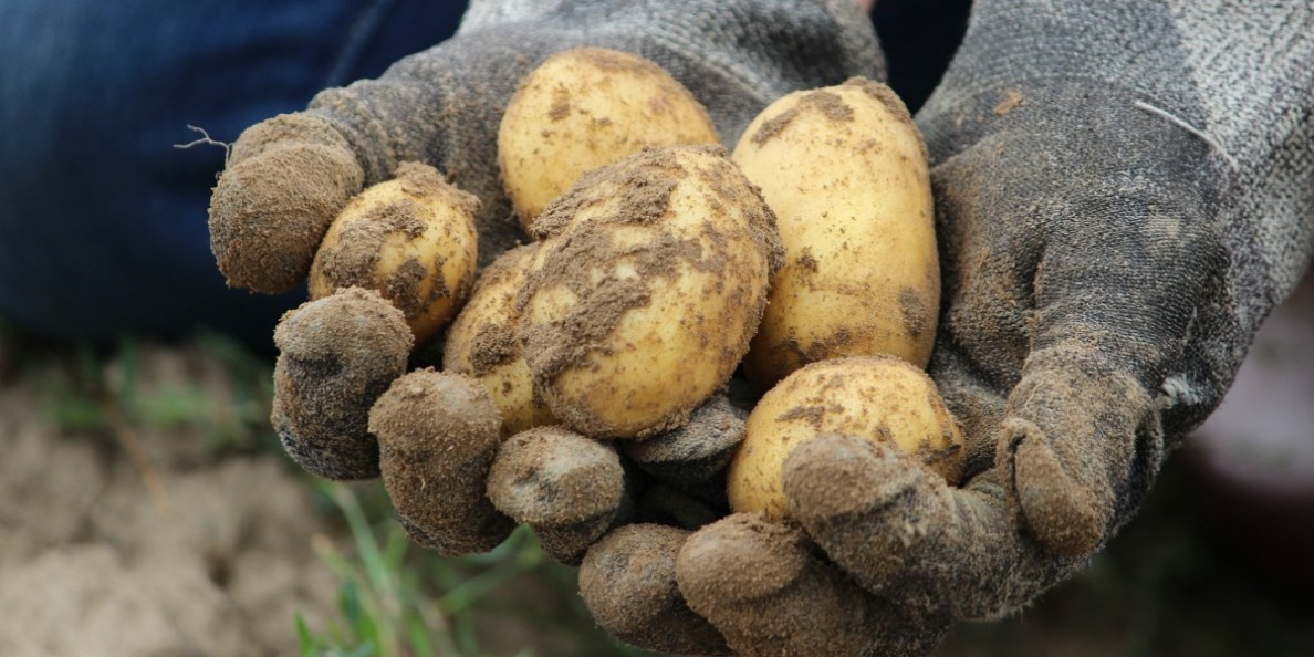 È il momento delle patate da seme!