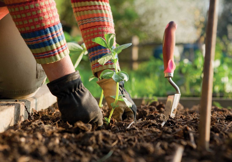 Orto e giardino